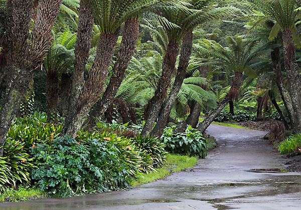 20060114_conservatory_of_flowers_mg_7151