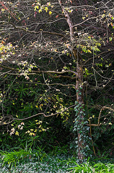 20060114_conservatory_of_flowers_mg_7155 20060114_conservatory_of_flowers_mg_7155