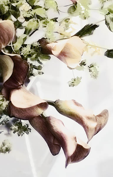 20060114_conservatory_of_flowers_mg_7172_1