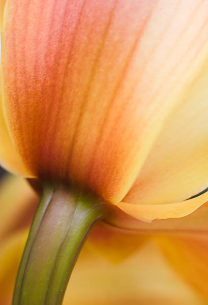 20060114_conservatory_of_flowers_mg_7216