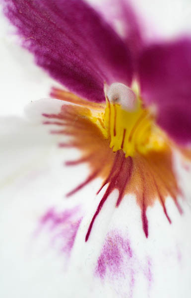 20060114_conservatory_of_flowers_mg_7228 20060114_conservatory_of_flowers_mg_7228