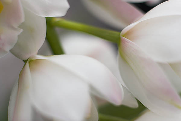 20060114_conservatory_of_flowers_mg_7258