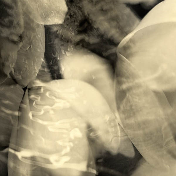 20060114_conservatory_of_flowers_mg_7258_1