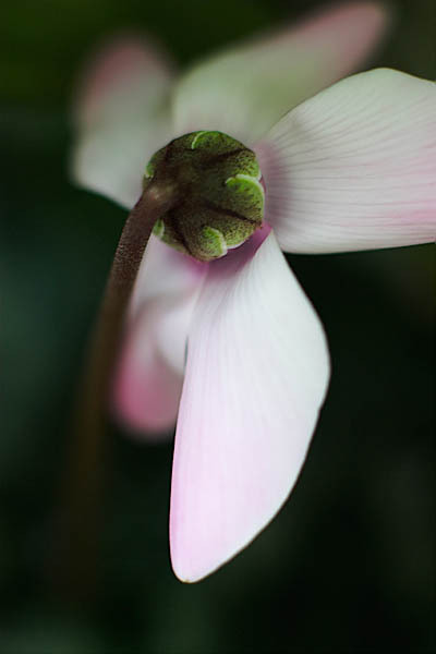 20060114_conservatory_of_flowers_mg_7262