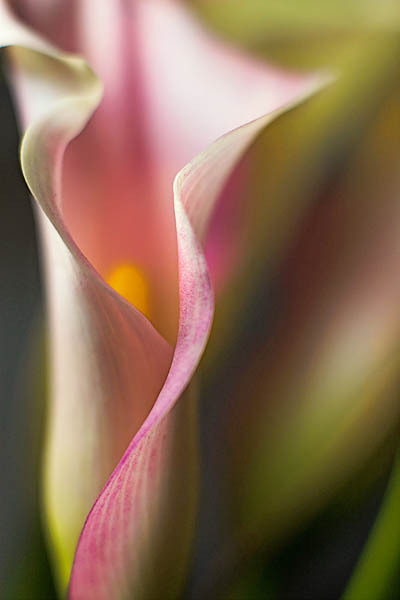 20060117_home_mg_7292