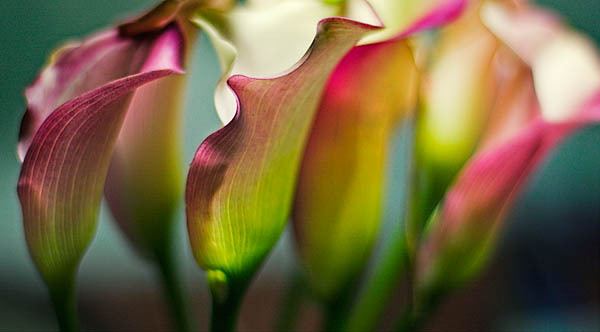 20060118_home_mg_7324