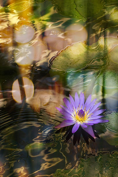 20060203_santana_row_mg_006002c