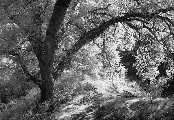 20060205_sunolcrw_7504