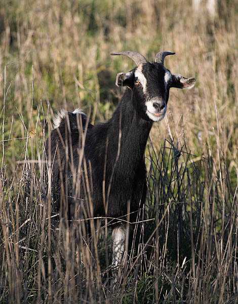 20060208_sunol_mg_0489