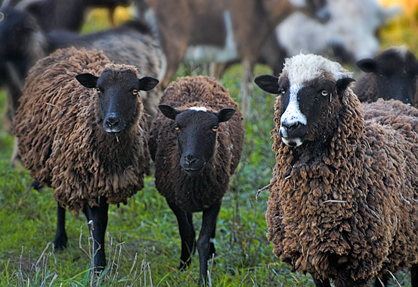 20060208_sunol_mg_0512