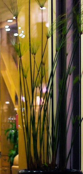 20060211_santana_row_mg_7705