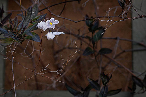 20060221_fremont_mg_7808