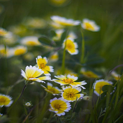 20060221_fremont_mg_7868