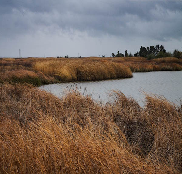 20060227_baylands_mg_0970