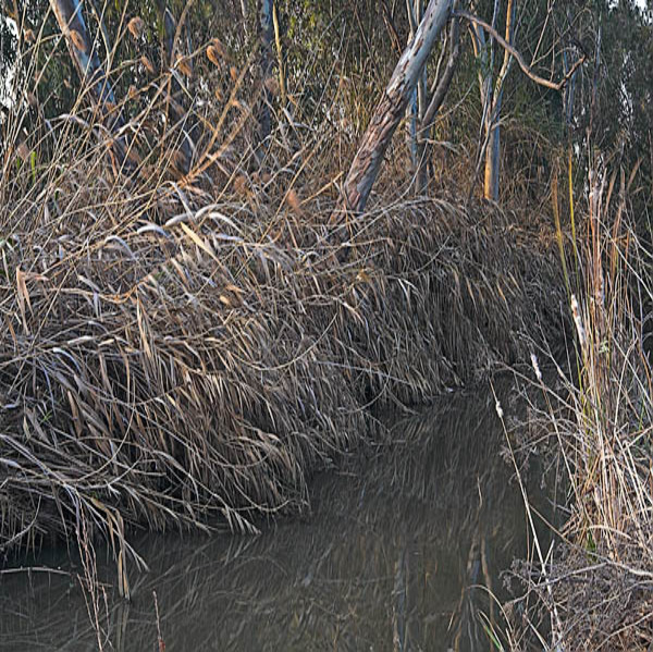 20060301_baylands_mg_1021