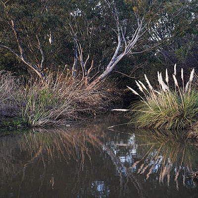 20060301_baylands_mg_1024
