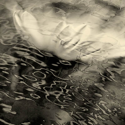 20060302conservatory_of_flowers_mg_1071c