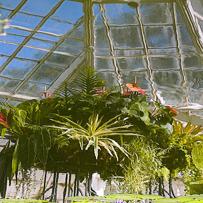 20060302conservatory_of_flowers_mg_1073