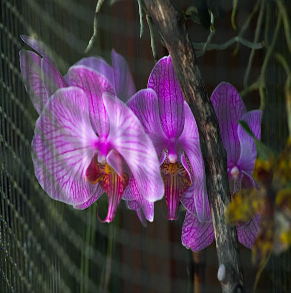 20060302conservatory_of_flowers_mg_1079