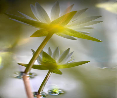 20060302conservatory_of_flowers_mg_1090