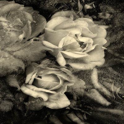 20060302conservatory_of_flowers_mg_1126c