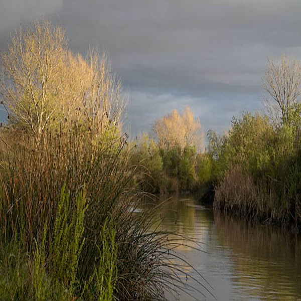 20060317_coyote_creek_mg_1373