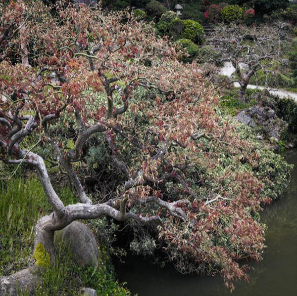20060325_hakone_mg_1578 20060325_hakone_mg_1578