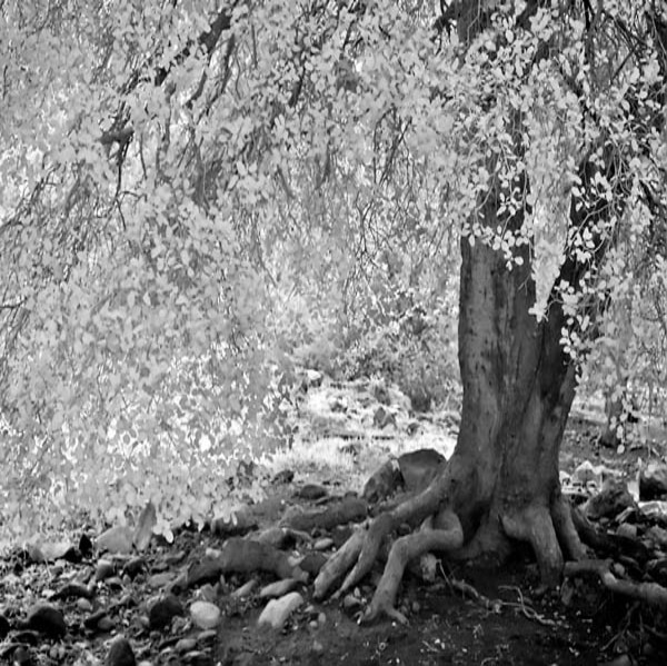 20060328_sunolcrw_7722