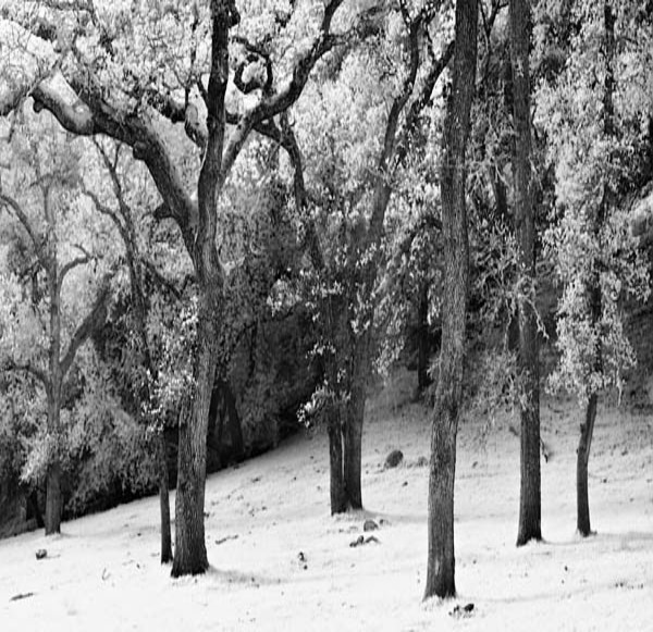 20060329_sunolcrw_7845p