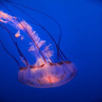 20060405_monterey_aquarium_mg_1671