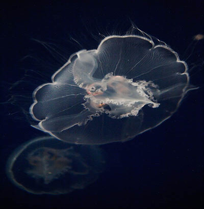 20060405_monterey_aquarium_mg_1703