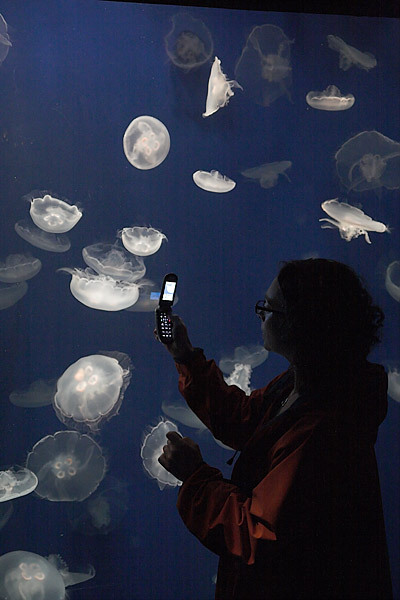 20060405montereyaquarium_1702_1
