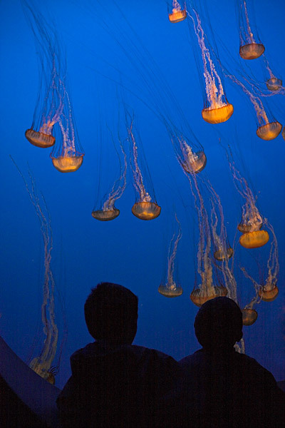 20060405montereyaquarium_mg_1670