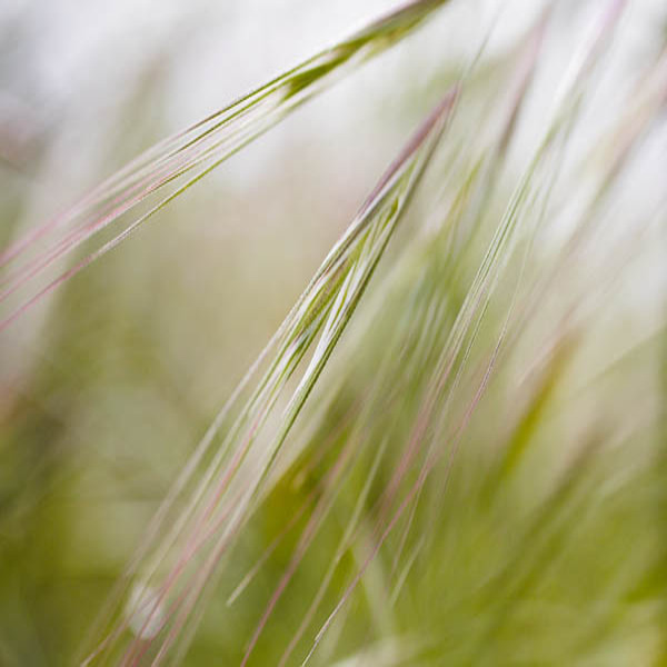20060409_benicia_mg_2008