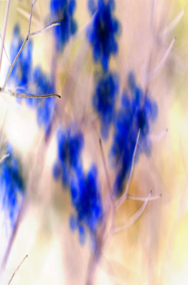 20060709_crockett_mg_4451