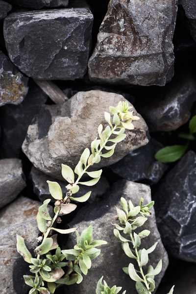 2007-01-71-Crockett-8620