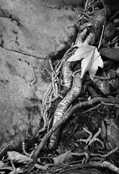 2007-02-18-SunolCRW_8307