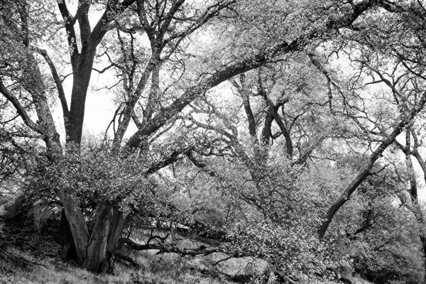 2007-02-21-SunolCRW_8402