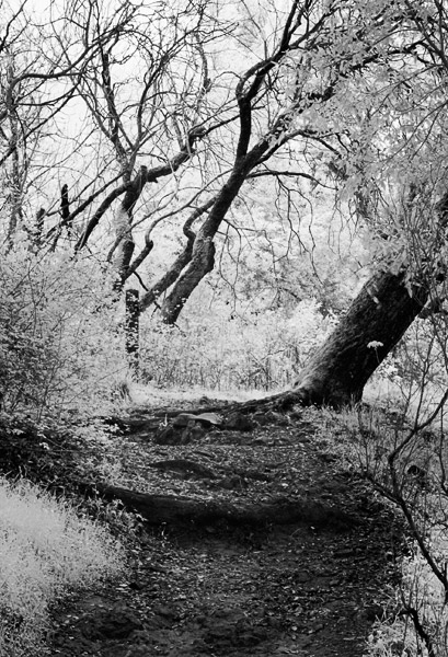 2007-02-28-SunolCRW_8451