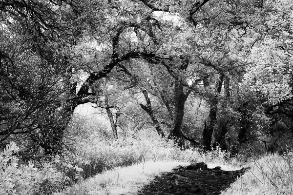 2007-02-28-SunolCRW_8453