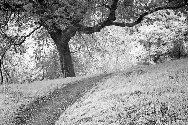 2007-03-04-Sunol-8481