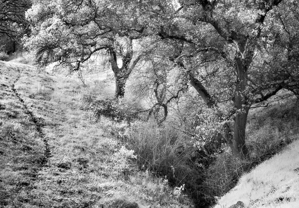 2007-03-04-Sunol-8487