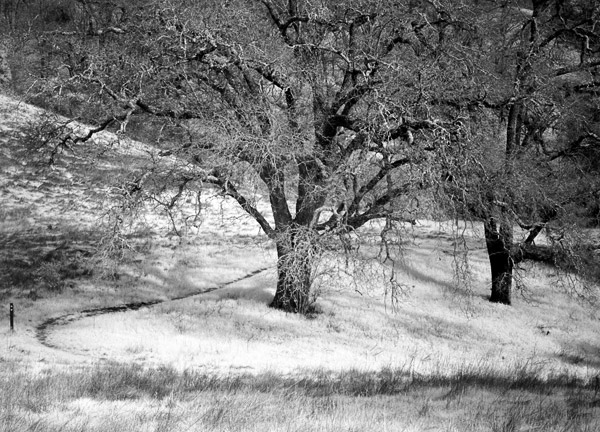 2007-03-04-Sunol-8510