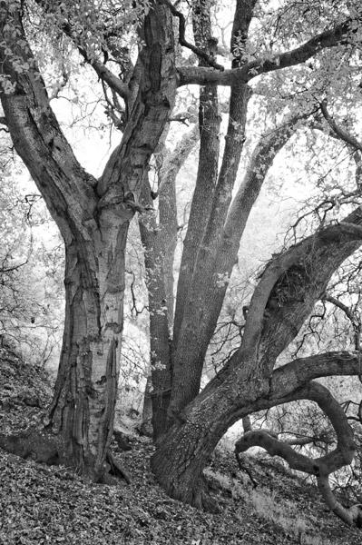 2007-03-04-Sunol-8518