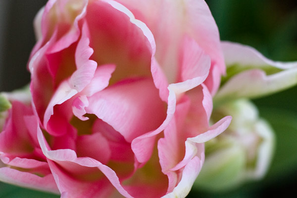 2007-04-01-Mountain-View-8928