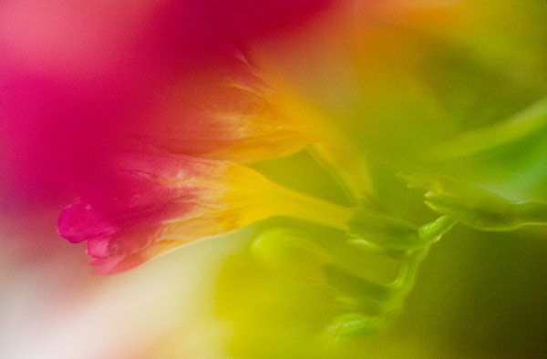 2007-04-01-Mountain-View-8943