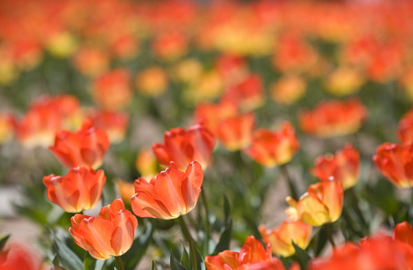 2007-04-01-Mountain-View-8959