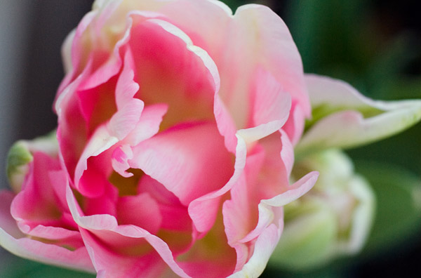 2007-04-01Mountain-View8928