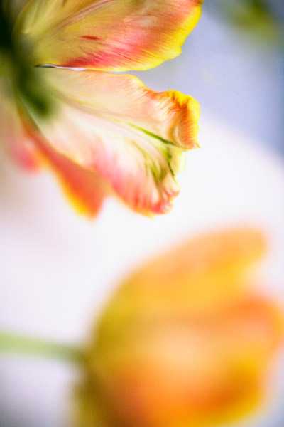 2007-04-01Mountain-View8932