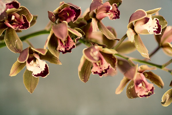 2007-04-01Mountain-View8974